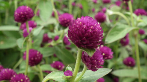 Cómo cuidar el amaranto globoso (Gomphrena globosa)