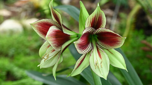 Cómo cuidar la amarilis (Hippeastrum spp.)