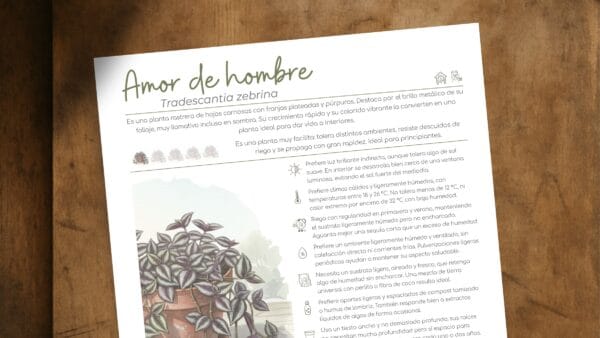 Cómo cuidar el amor de hombre (Tradescantia zebrina)