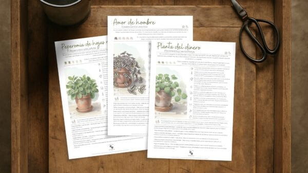 Cómo cuidar el amor de hombre (Tradescantia zebrina)