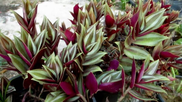 Cómo cuidar el amor de hombre (Tradescantia zebrina)