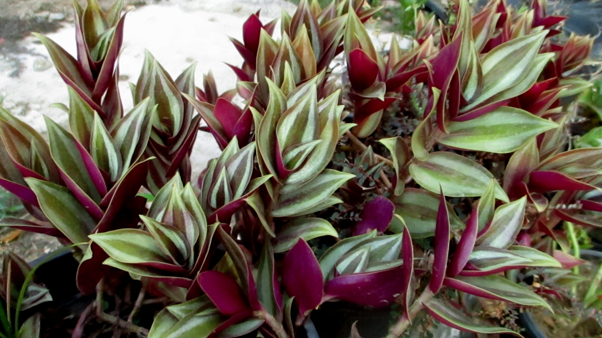Amor de hombre (Tradescantia zebrina)