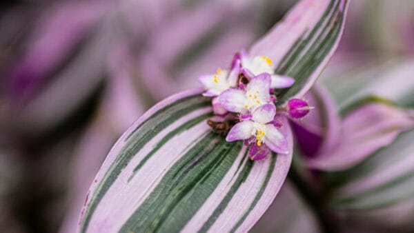 Cómo cuidar el amor de hombre (Tradescantia zebrina)