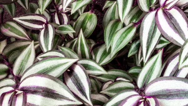 Cómo cuidar el amor de hombre (Tradescantia zebrina)