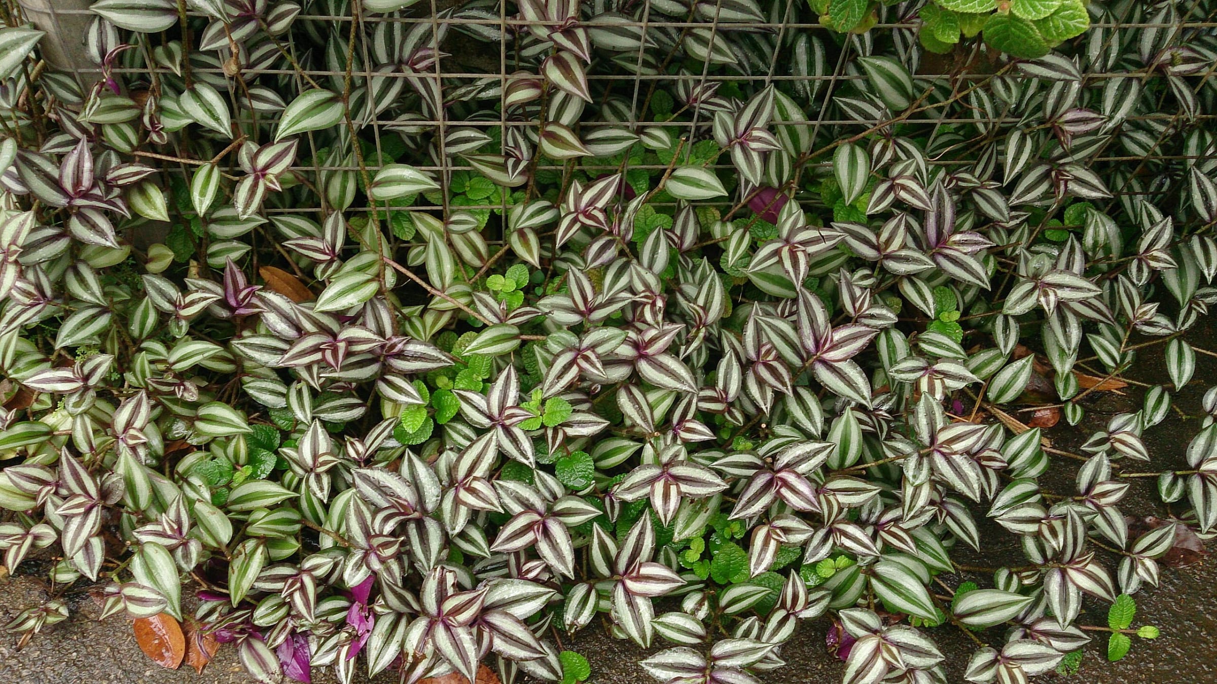 Amor de hombre (Tradescantia zebrina)