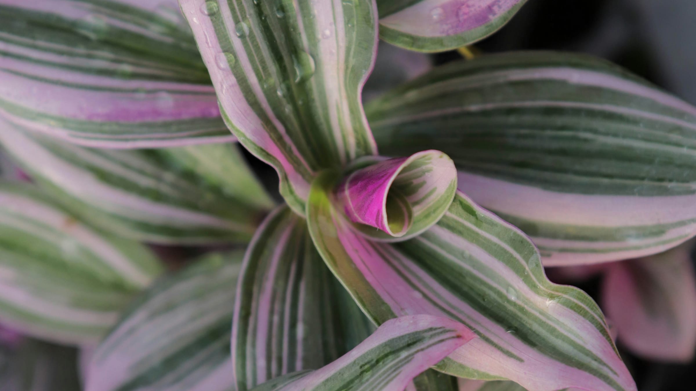 Amor de hombre (Tradescantia zebrina)