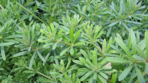 Cómo cuidar el amor del hortelano (Galium aparine)