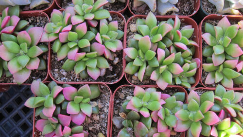 Cómo cuidar el anacampsero (Anacampseros rufescens)