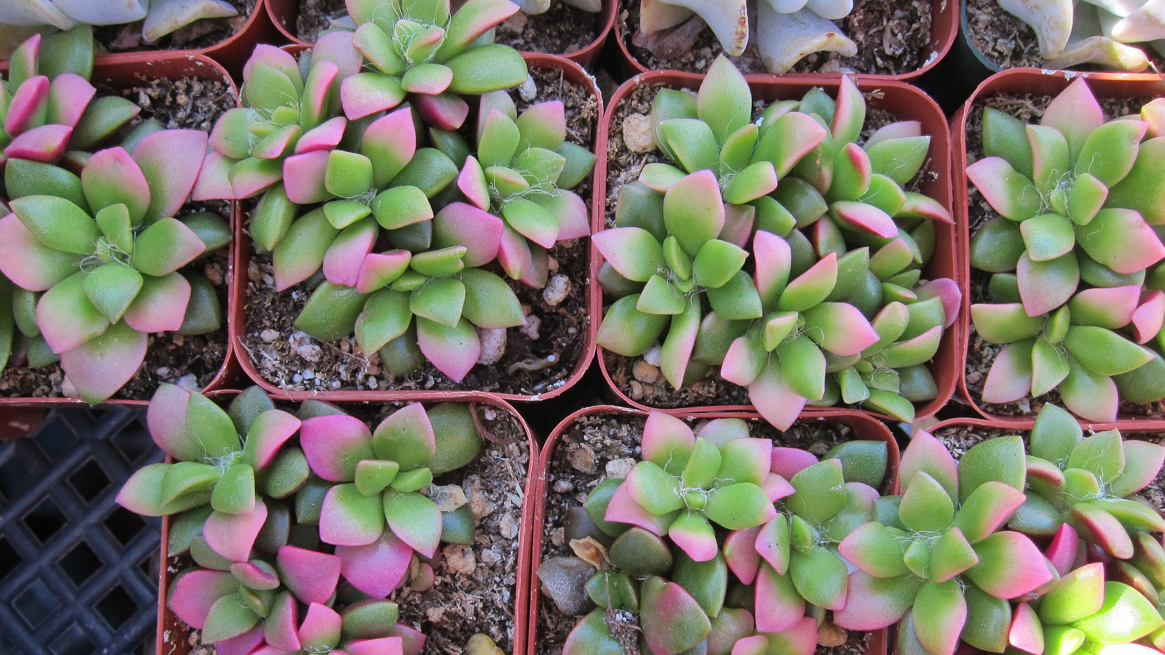 Anacampsero (Anacampseros rufescens)