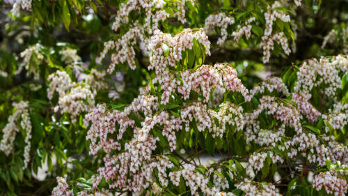 Cómo cuidar la andrómeda japonesa (Pieris japonica)