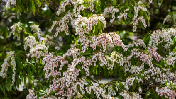 Cómo cuidar la andrómeda japonesa (Pieris japonica)