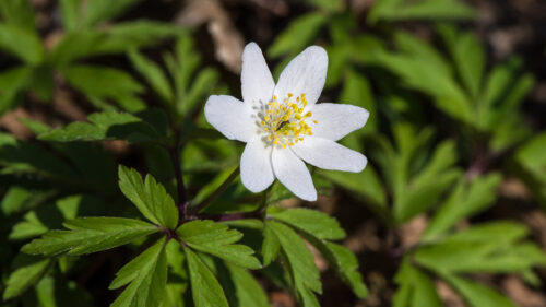 Cómo cuidar la anémona de bosque (Anemone nemorosa)