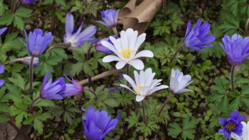 Cómo cuidar la anémona griega (Anemone blanda)