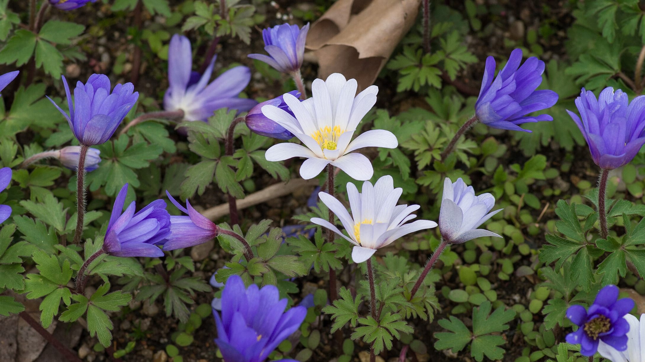 Anémona griega (Anemone blanda)