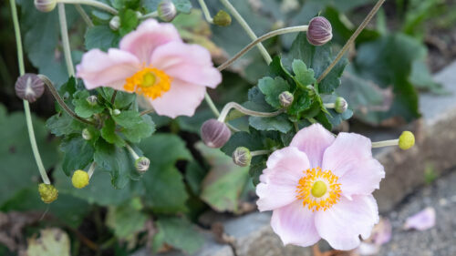 Cómo cuidar la anémona japonesa (Anemone hupehensis)