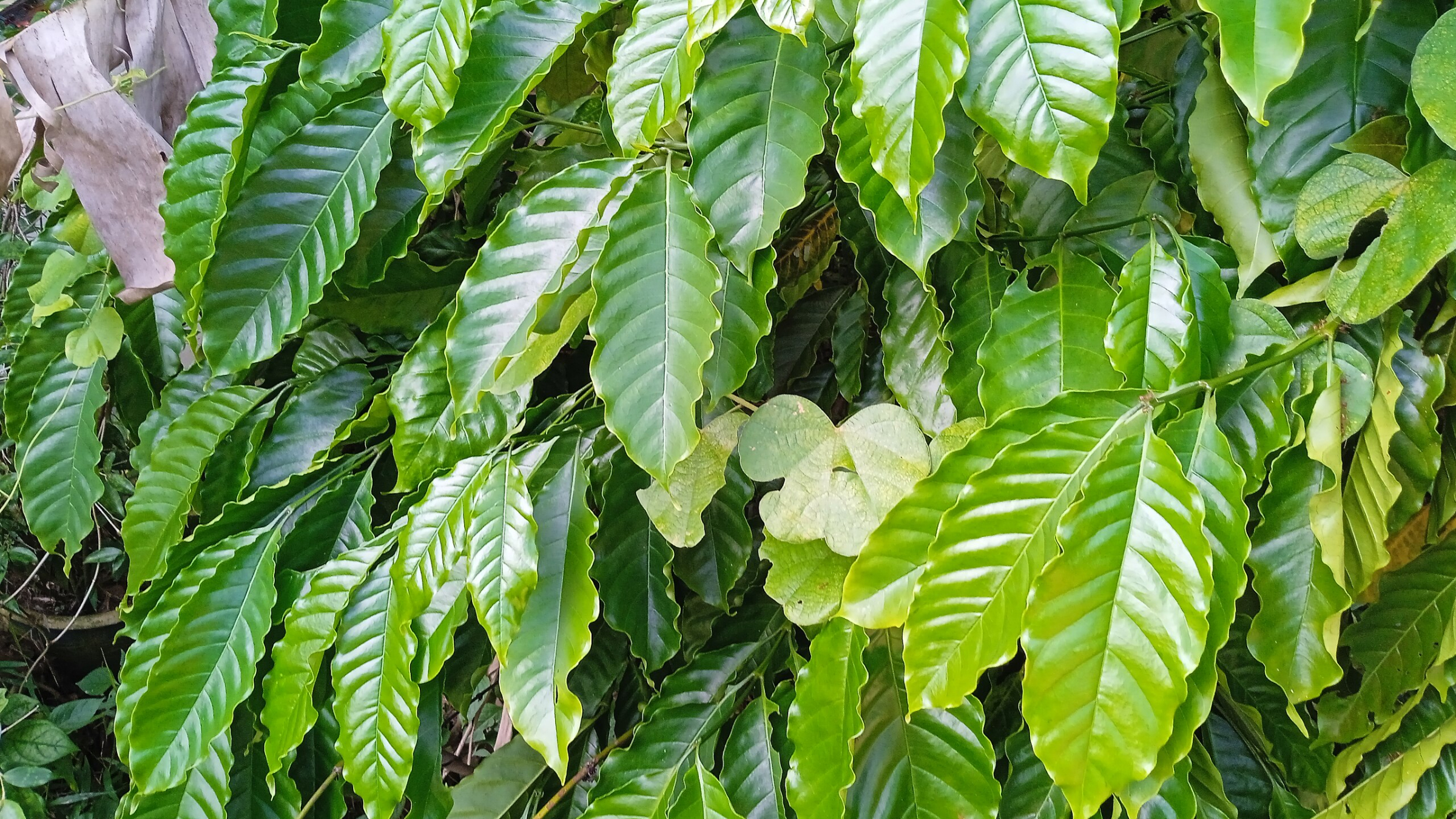 Anón (Annona squamosa)