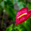 Cómo cuidar el anturio (Anthurium andraeanum)