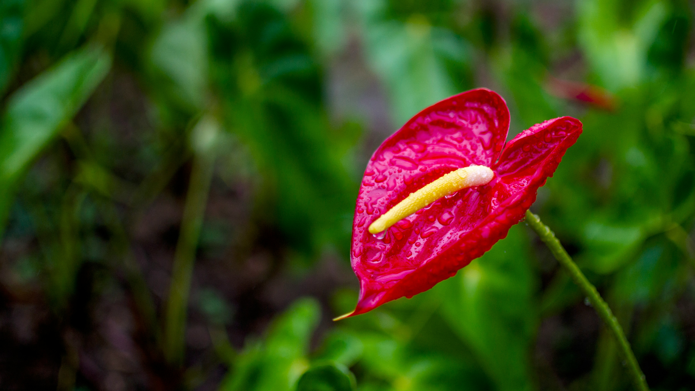 Anturio (Anthurium andraeanum)