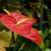 Cómo cuidar el anturio (Anthurium andraeanum)