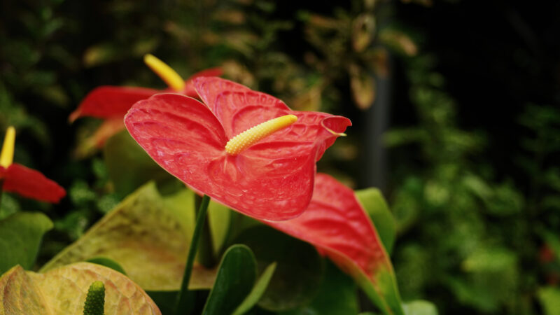 Cómo cuidar el anturio (Anthurium andraeanum)