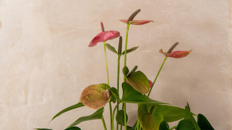 Cómo cuidar el anturio (Anthurium andraeanum)