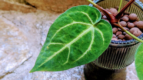 Cómo cuidar el anturio aterciopelado (Anthurium magnificum)