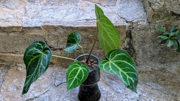 Cómo cuidar el anturio aterciopelado (Anthurium magnificum)