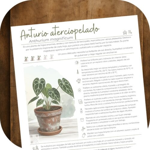 Cómo cuidar el anturio aterciopelado (Anthurium magnificum)
