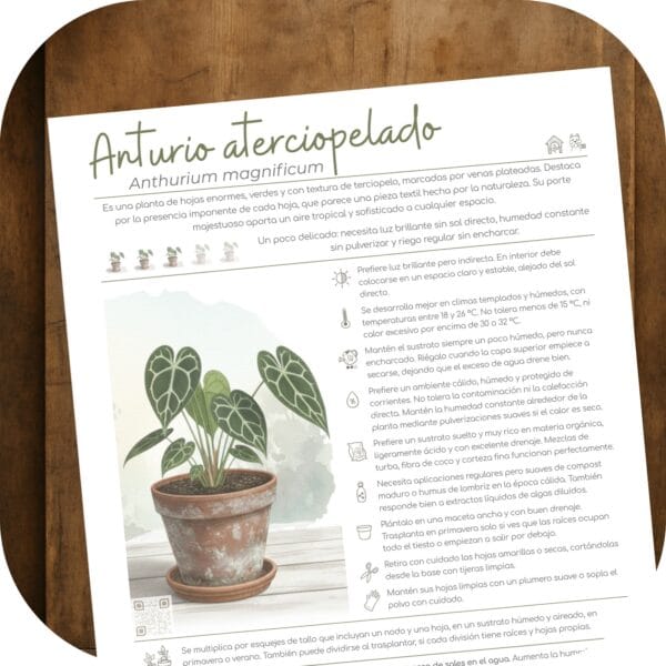 Cómo cuidar el anturio aterciopelado (Anthurium magnificum)