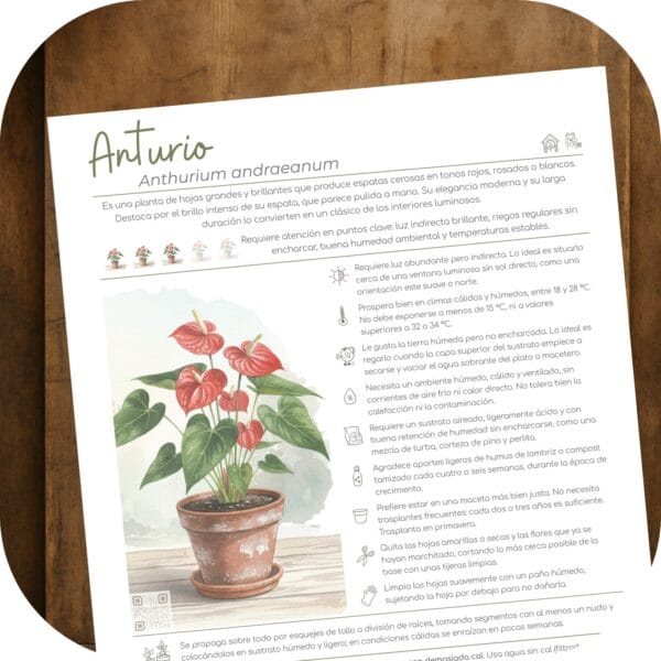 Cómo cuidar el anturio (Anthurium andraeanum)