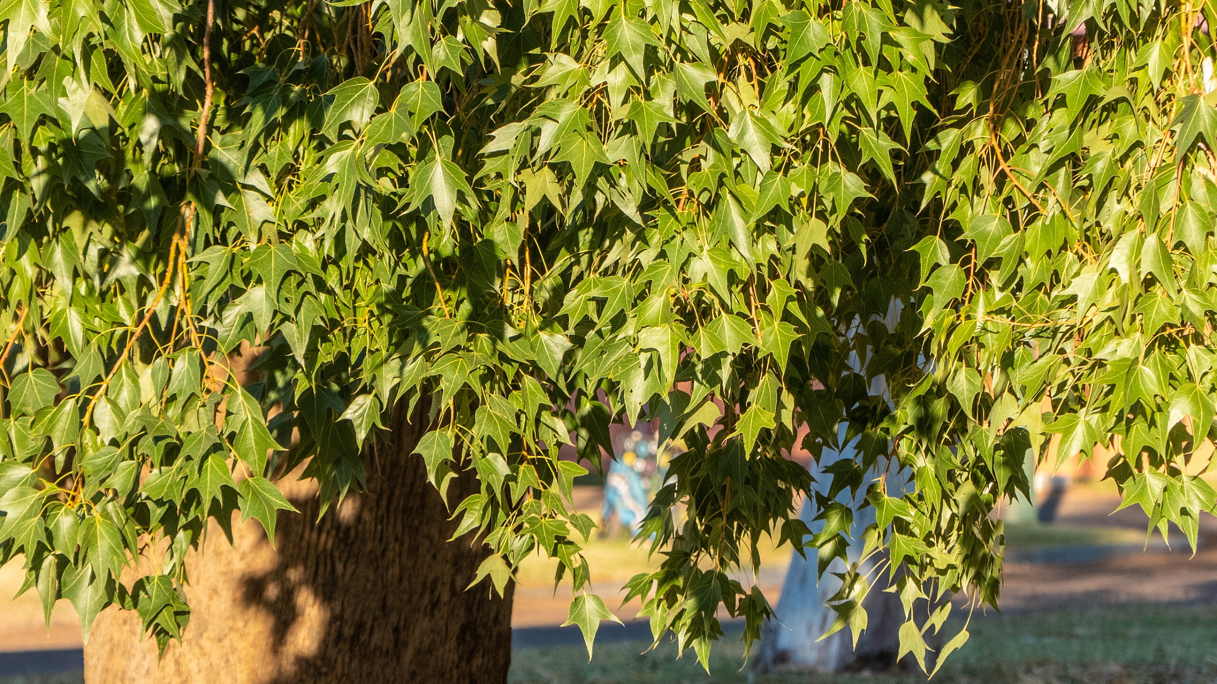 Árbol botella (Brachychiton populneus)