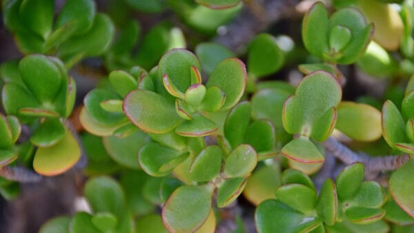 Cómo cuidar el árbol de jade (Crassula ovata)