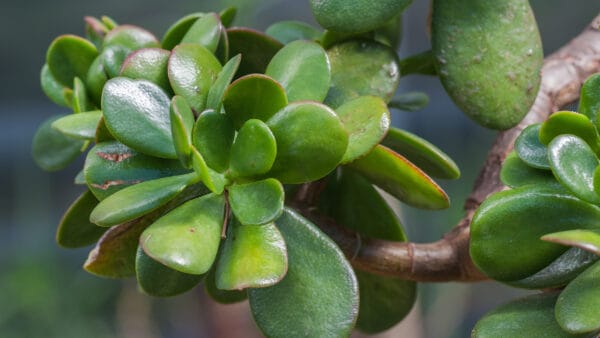 Cómo cuidar el árbol de jade (Crassula ovata)