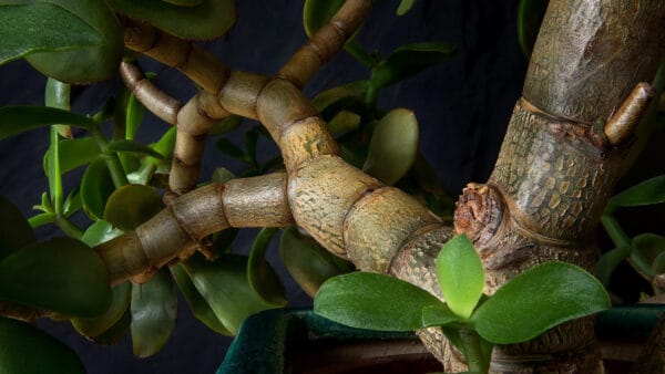 Cómo cuidar el árbol de jade (Crassula ovata)
