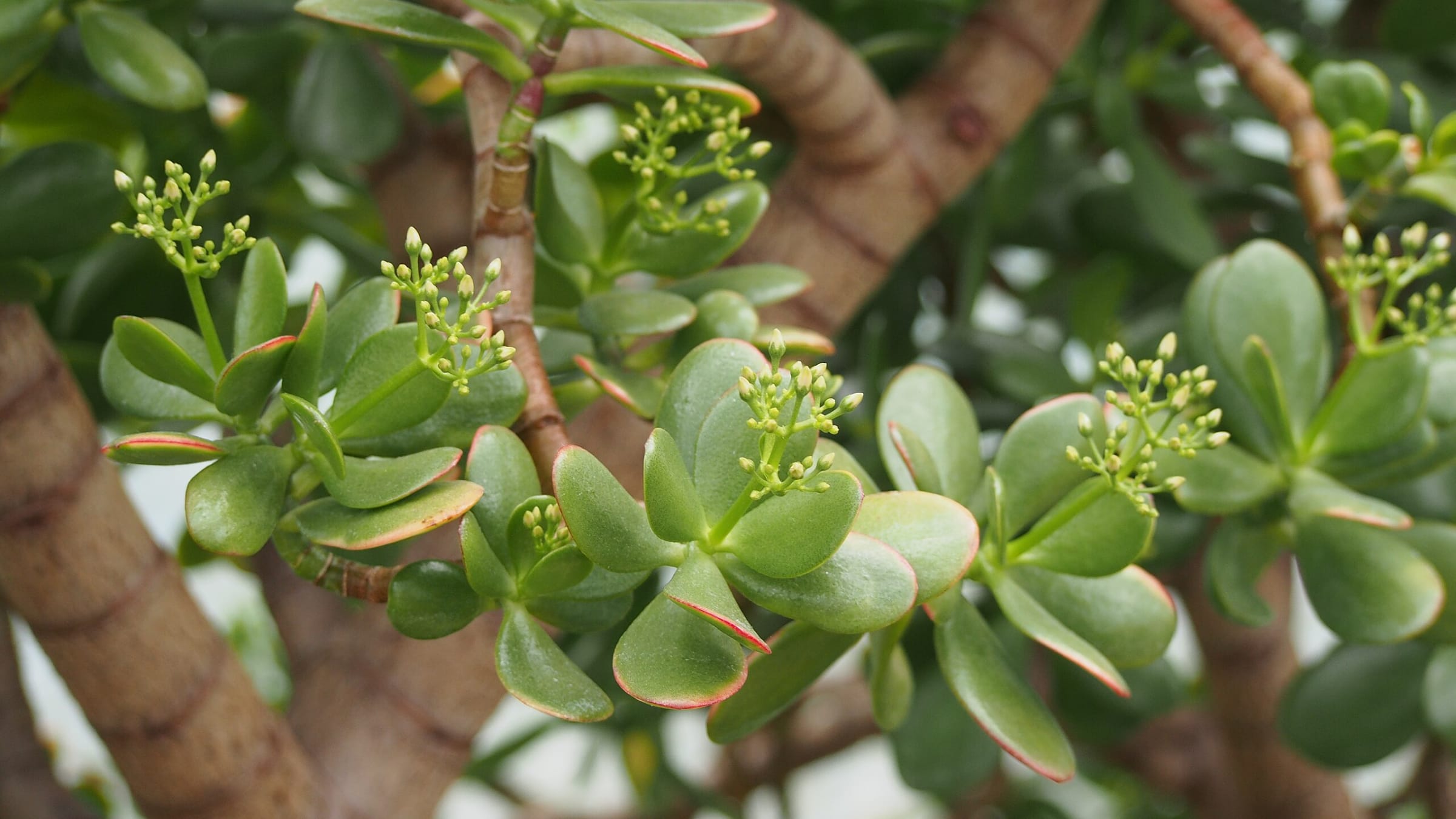 Árbol de jade (Crassula ovata)
