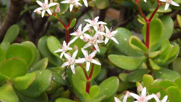 Cómo cuidar el árbol de jade (Crassula ovata)