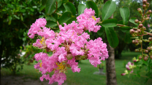 Cómo cuidar el árbol de júpiter (Lagerstroemia indica)
