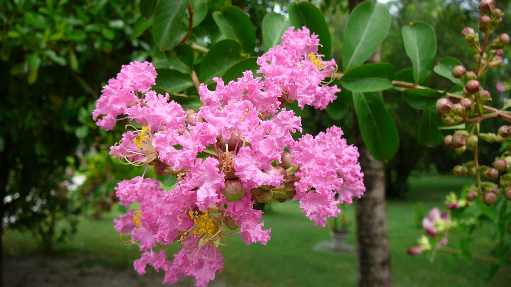 Árbol de júpiter (Lagerstroemia indica)