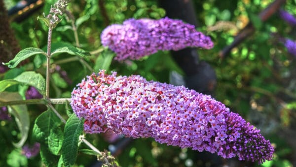 Cómo cuidar el árbol de las mariposas (Buddleja davidii)