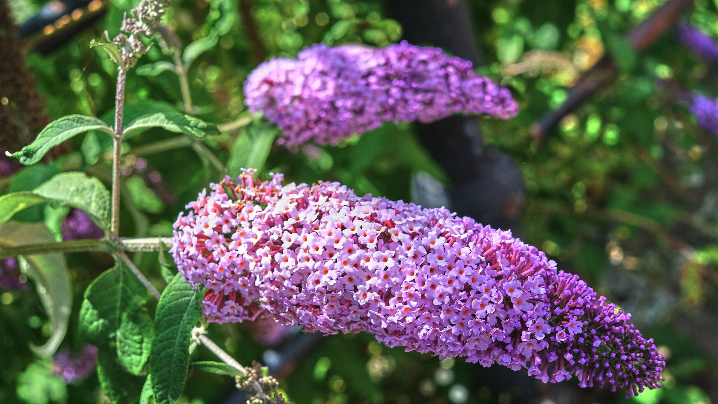 Árbol de las mariposas (Buddleja davidii)