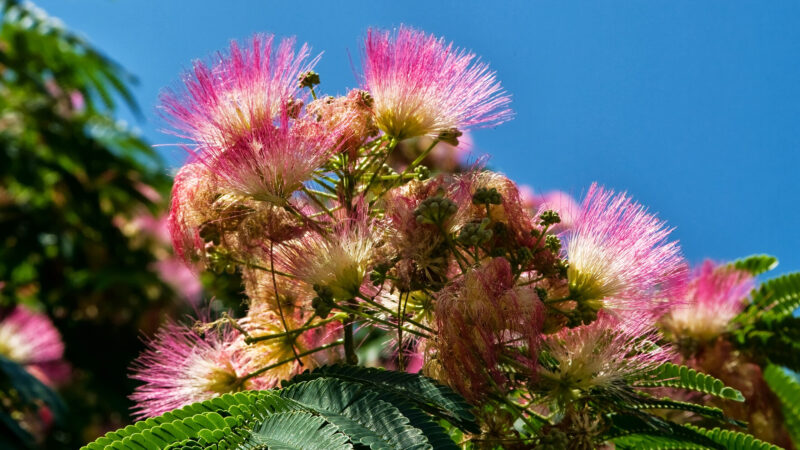Cómo cuidar el árbol de seda (Albizia julibrissin)