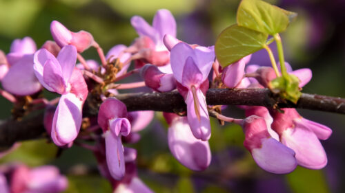 Cómo cuidar el árbol del amor (Cercis siliquastrum)