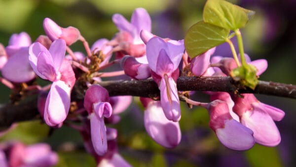 Cómo cuidar el árbol del amor (Cercis siliquastrum)