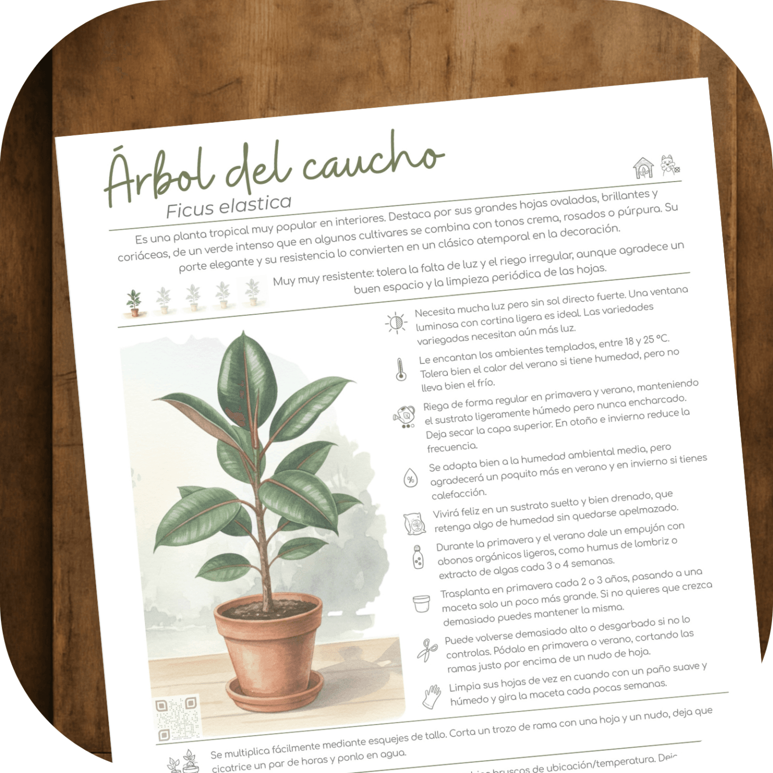 Árbol del caucho: cuidados (Ficus elastica)