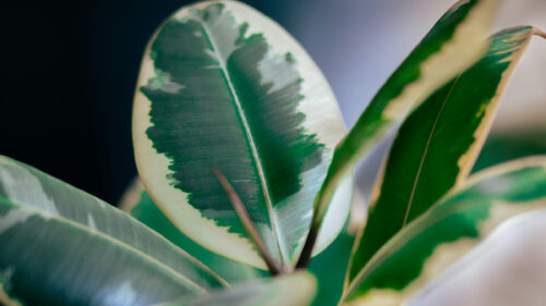 Cómo cuidar el árbol del caucho (Ficus elastica)