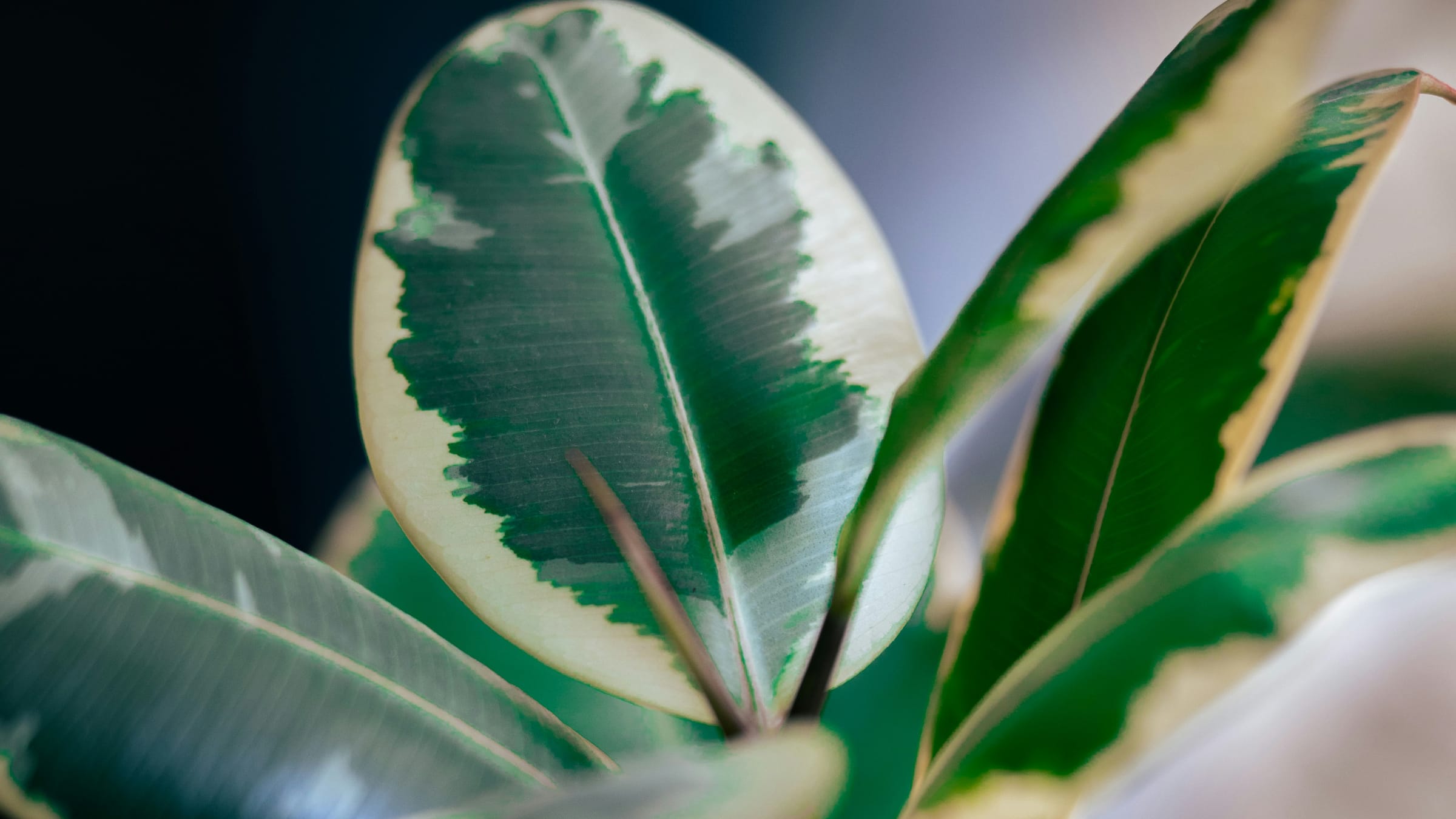 Árbol del caucho (Ficus elastica)