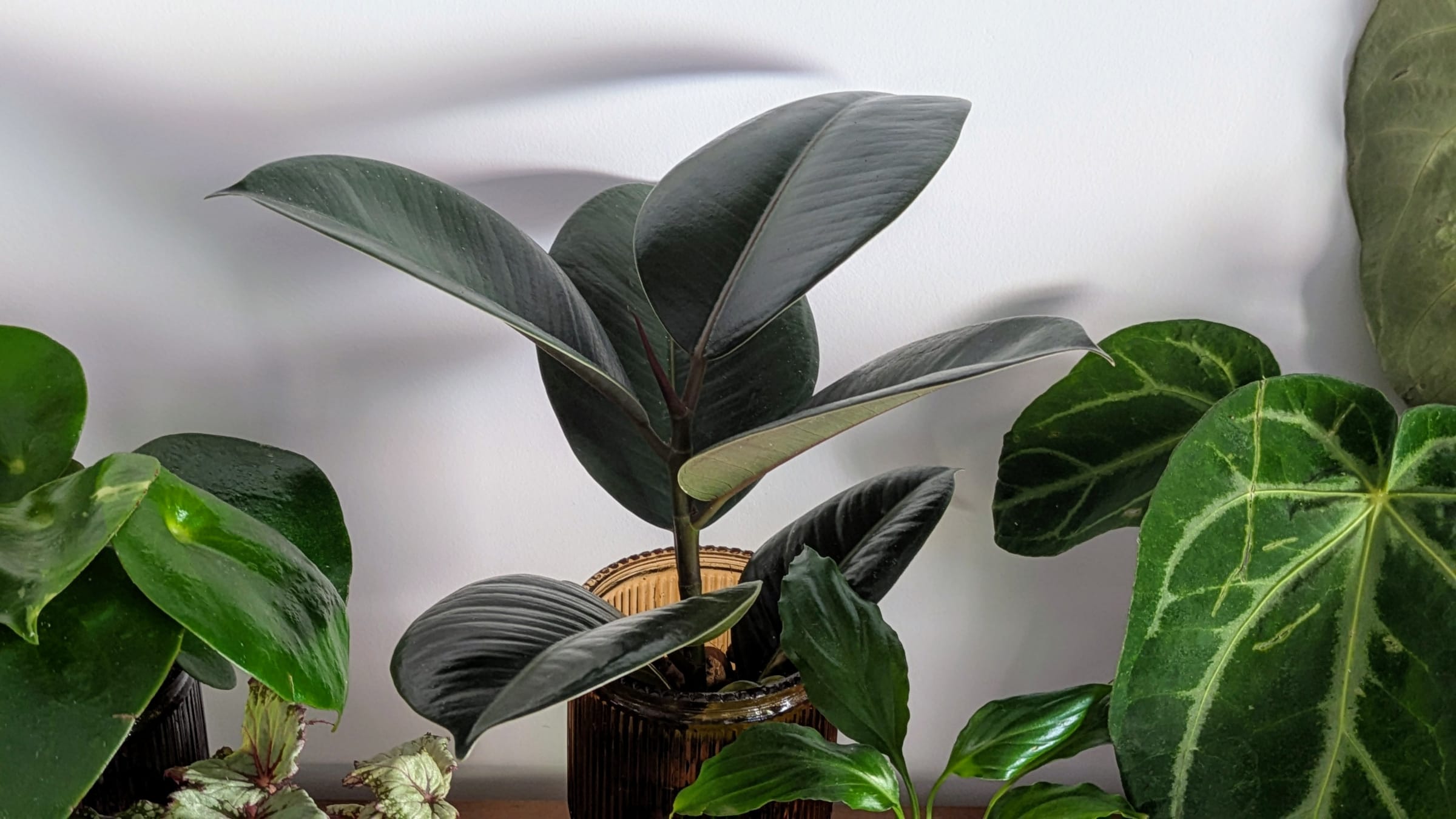 Árbol del caucho (Ficus elastica)