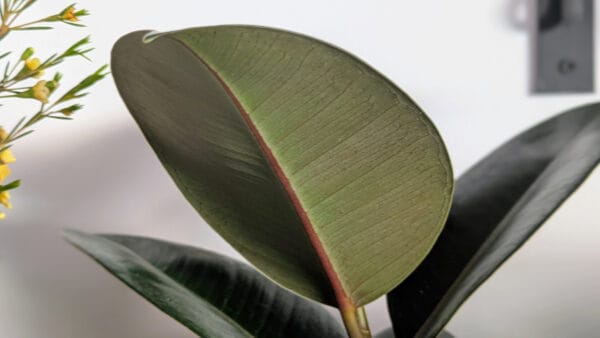 Cómo cuidar el árbol del caucho (Ficus elastica)