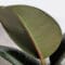Cómo cuidar el árbol del caucho (Ficus elastica)