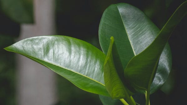 Cómo cuidar el árbol del caucho (Ficus elastica)